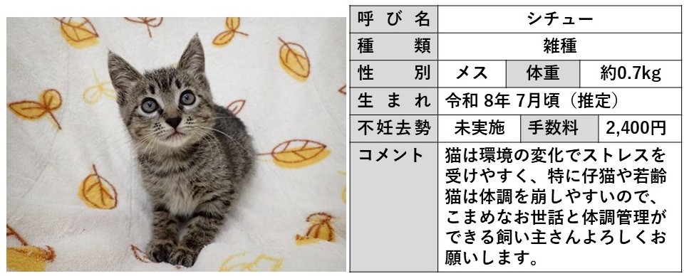 シチュー