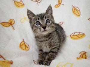 シチューの写真