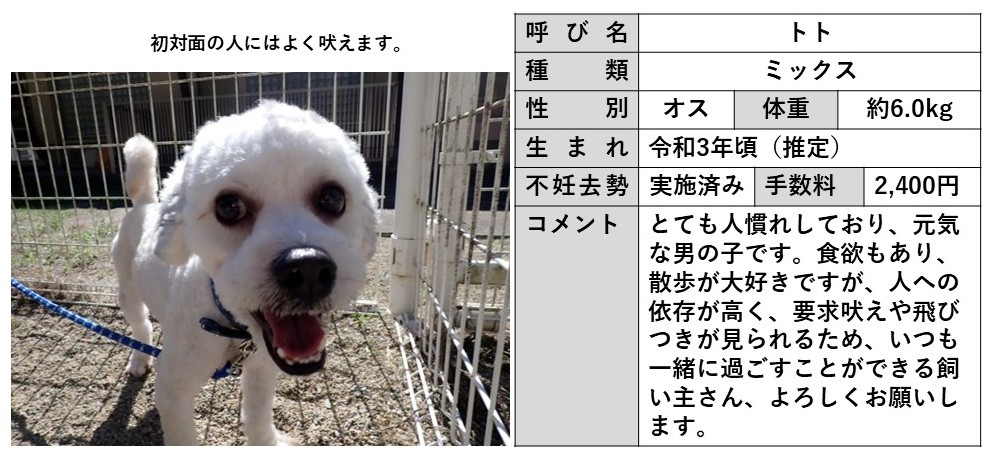トト