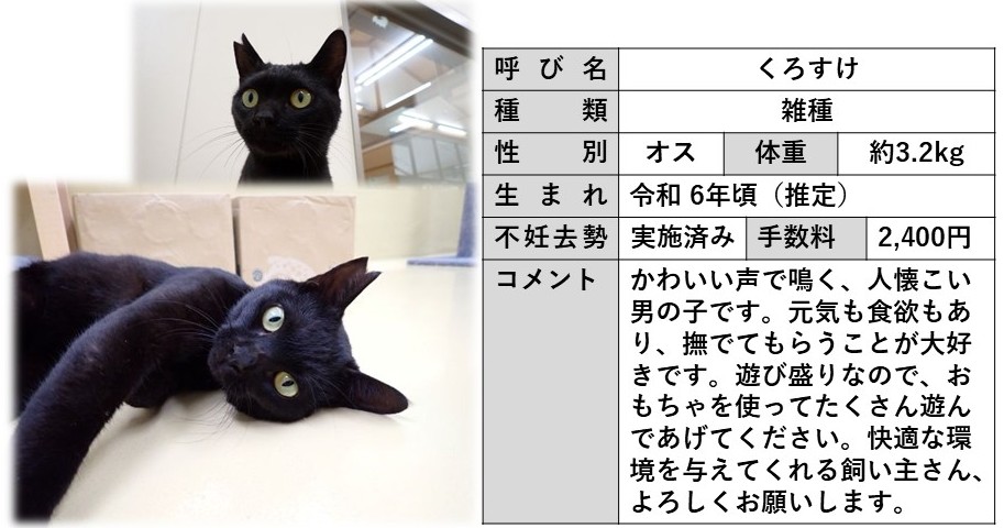 くろすけ