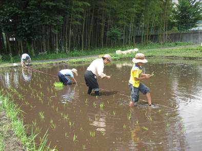 自然農による田植えの画像