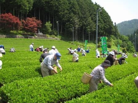 茶摘み体験の様子2