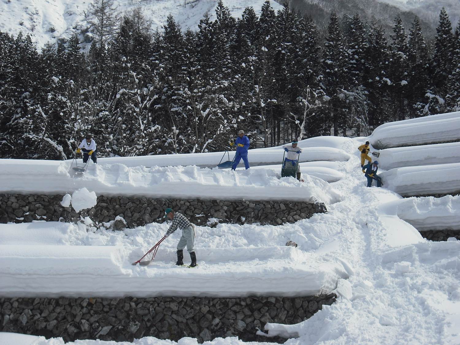 棚田の雪庇落とし