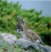 photo of Prefectural Bird,The Snow Grouse 