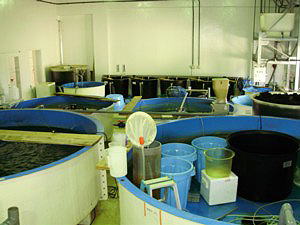 円型飼育水槽の写真