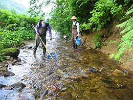 魚類調査の写真