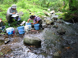 魚類調査の写真