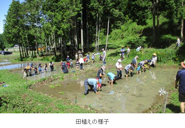 田植えの様子