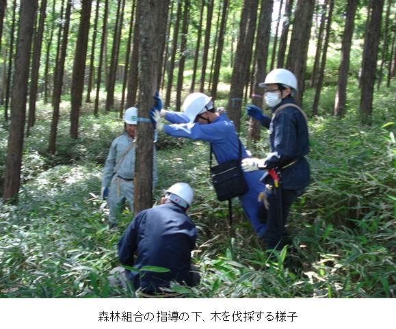 森林組合の指導の下、木を伐採する様子