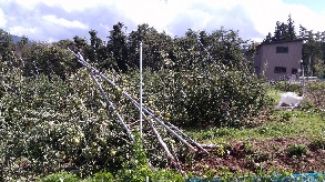 台風21号により倒木したリンゴ樹の画像