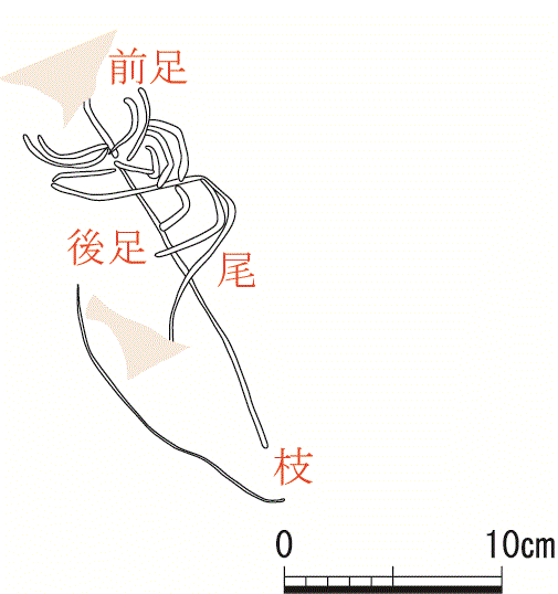 動物文の実測図