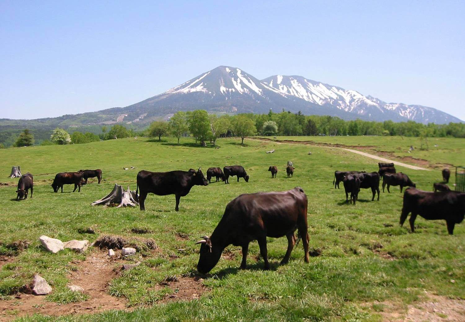 飛騨牛放牧の様子
