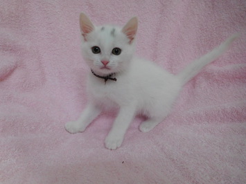 pepper