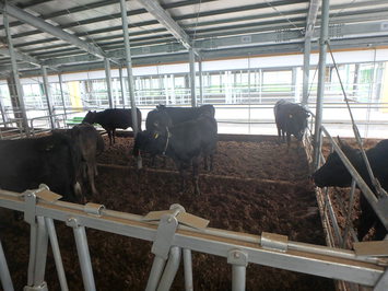 完成した飛騨牛繁殖研修センターの牛舎2