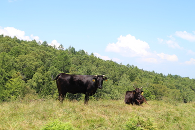 放牧時の肉用牛の画像