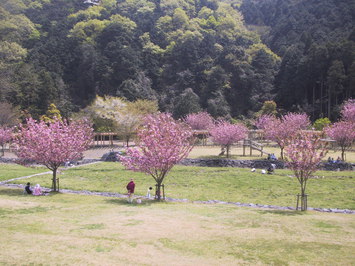 だんだん公園の桜
