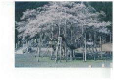 淡墨桜写真