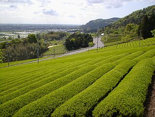美濃茶の産地の画像