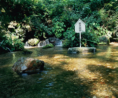 菊水泉