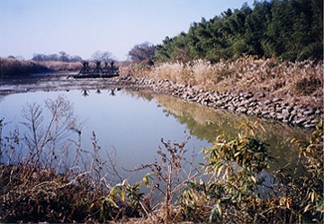 木曽川トンボ池
