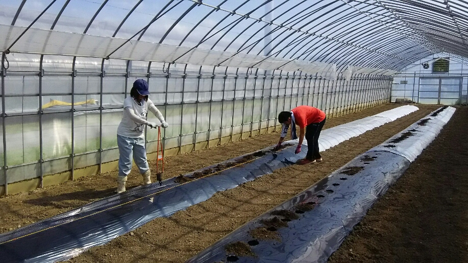 定植準備の画像