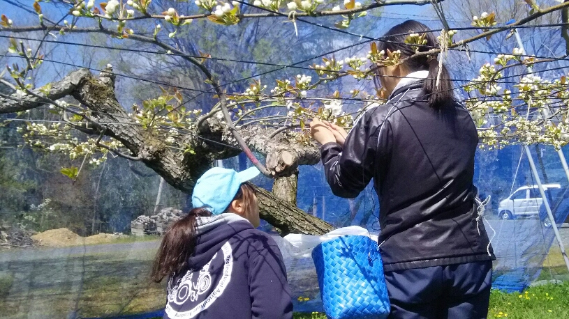 梨の栽培管理の画像