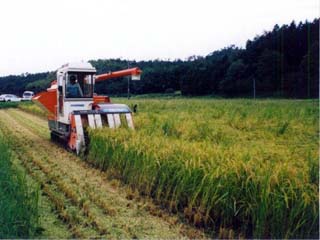 水稲コンバイン収穫