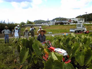 さといも栽培状況