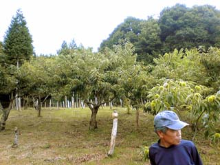 くりせん定講習会状況