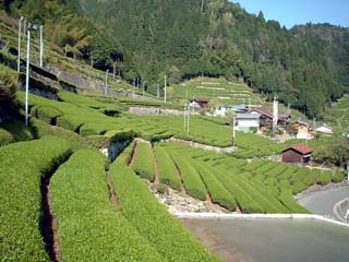 美濃白川茶栽培状況