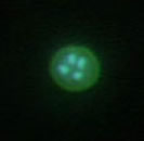 クリプトスポリジウムのDAPI染色像
