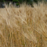 大麦のほ場