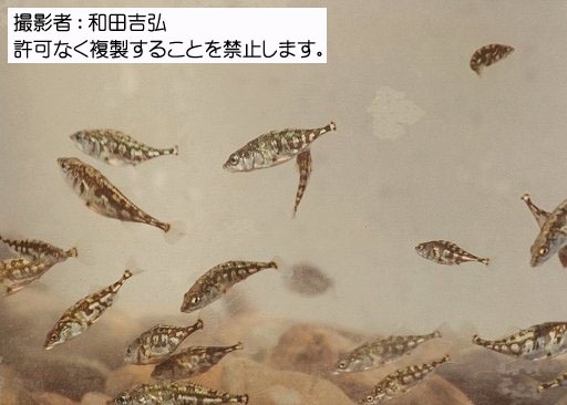 写真を拡大表示します 写真を拡大表示します