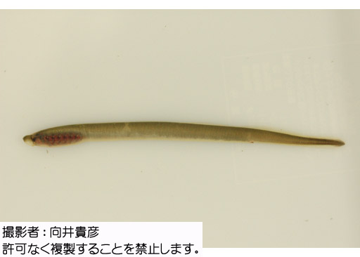 写真を拡大表示します 写真を拡大表示します