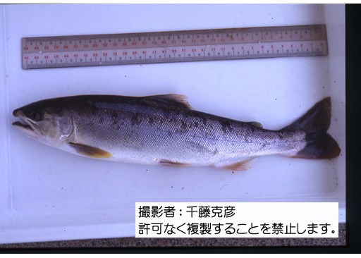 写真を拡大表示します 写真を拡大表示します