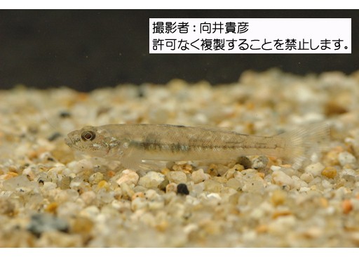 写真を拡大表示します 写真を拡大表示します
