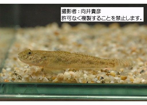 写真を拡大表示します 写真を拡大表示します