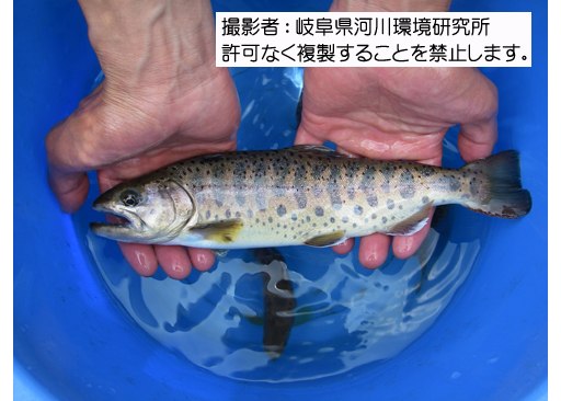 写真を拡大表示します 写真を拡大表示します
