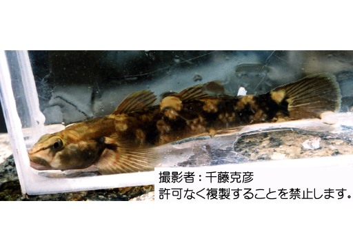オオヨシノボリ 岐阜県公式ホームページ 環境企画課