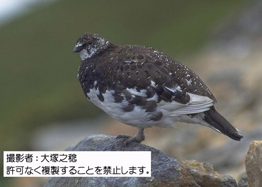 写真を拡大表示します 写真を拡大表示します