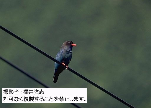 写真を拡大表示します 写真を拡大表示します