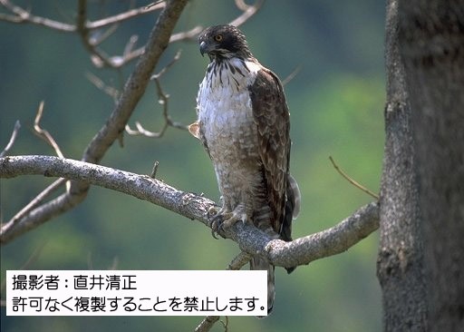 写真を拡大表示します 写真を拡大表示します