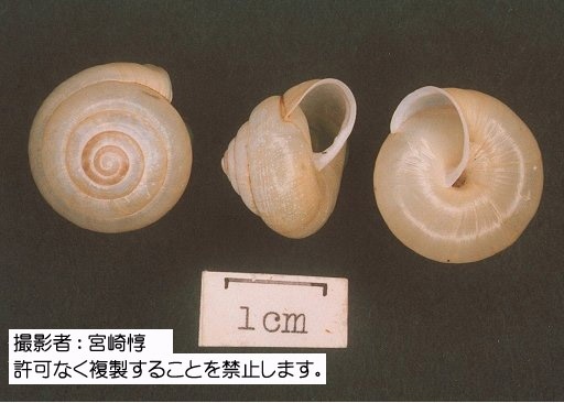 写真を拡大表示します 写真を拡大表示します