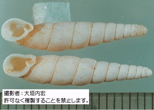 写真を拡大表示します 写真を拡大表示します