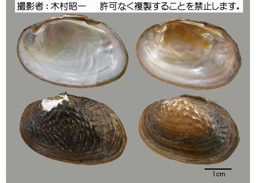 写真を拡大表示します 写真を拡大表示します