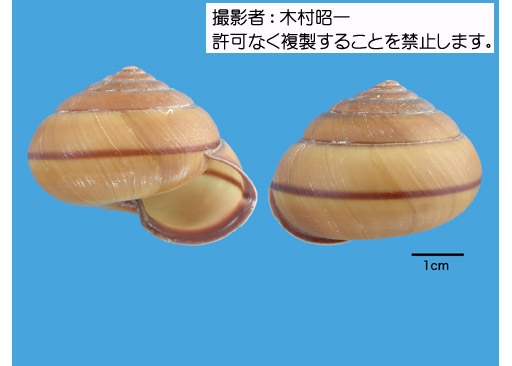 写真を拡大表示します 写真を拡大表示します