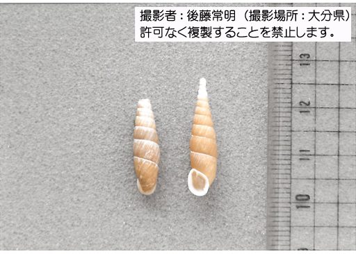 写真を拡大表示します 写真を拡大表示します