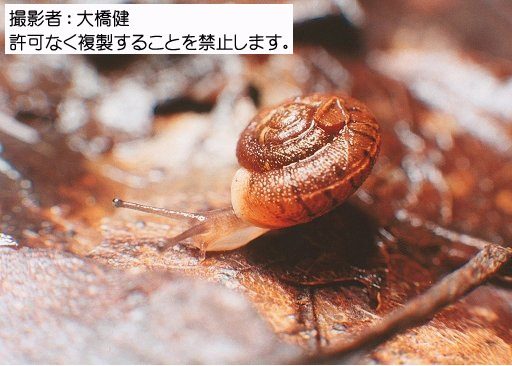 写真を拡大表示します 写真を拡大表示します