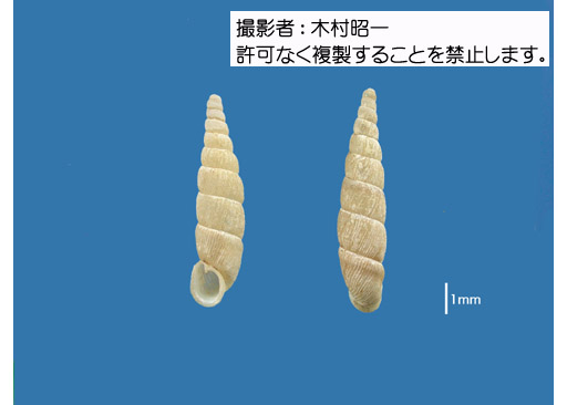 写真を拡大表示します 写真を拡大表示します