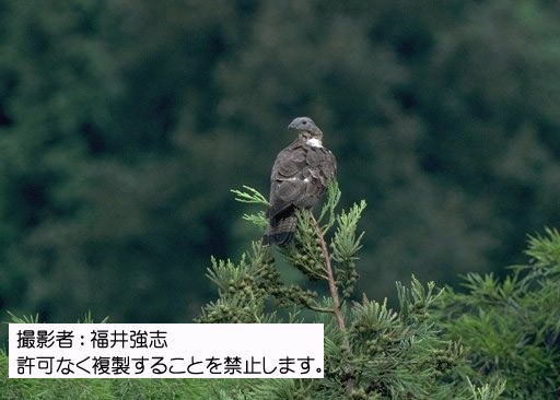 写真を拡大表示します 写真を拡大表示します